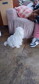 Maltese maschio
