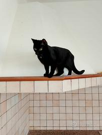 Leila gattina 7 mesi