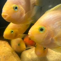 Parrot Yellow chiclid thay