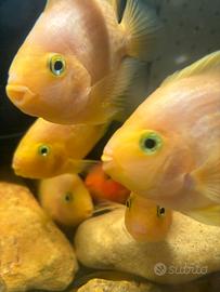 Parrot Yellow chiclid thay