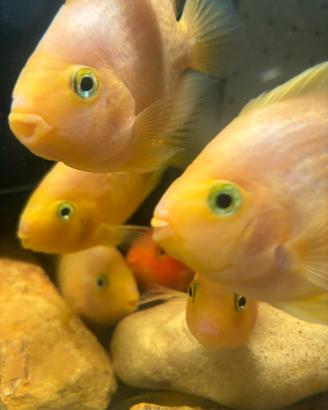 Parrot Yellow chiclid thay