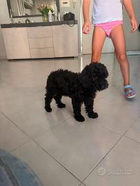 Barboncino toy