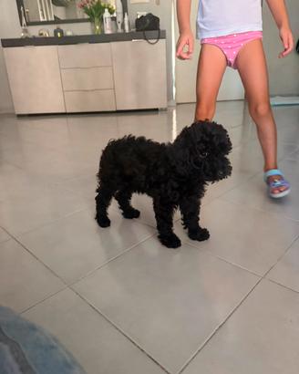 Barboncino toy