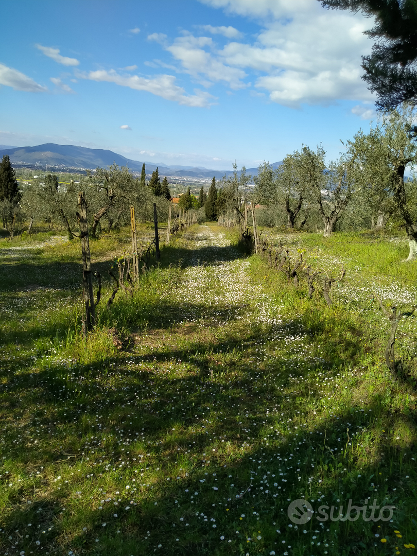 Terreno agricolo - Vista 5