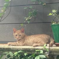 Gattina