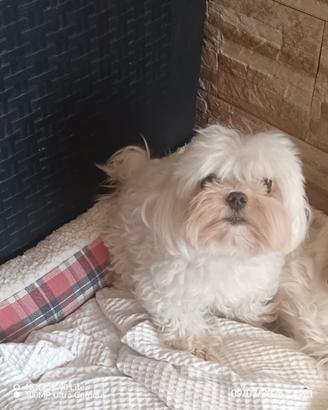 maltese