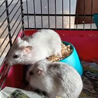 Criceti adulti 5 euro