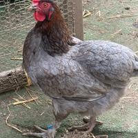 Galline Oliver Egger F2