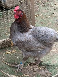 Galline Oliver Egger F2