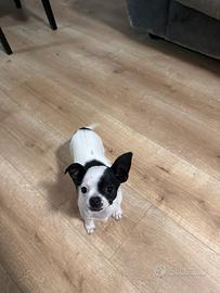 Chiwawa