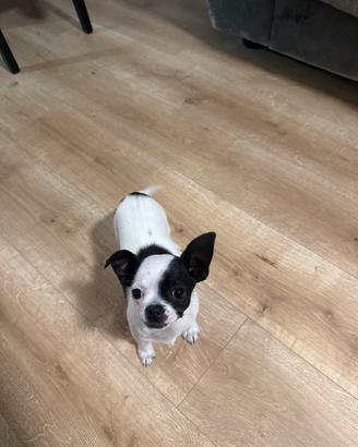 Chiwawa