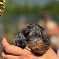 Bassotto kaninchen e nano pelo duro