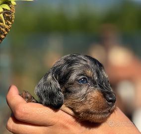 Bassotto kaninchen e nano pelo duro