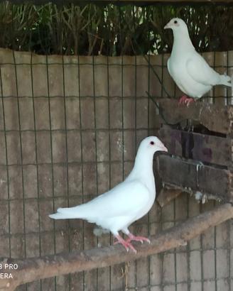 Colombe bianche
