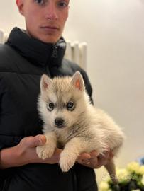 Siberian Husky con pedigree enci
