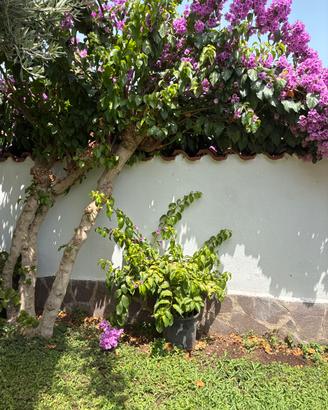 Bougainvillea in vaso