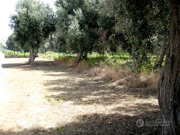 Terreno Capo Milazzo