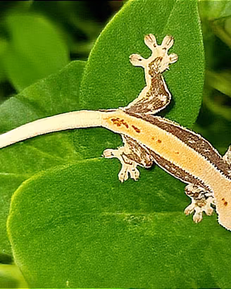 Geco Ciliatus Lilly White, teca