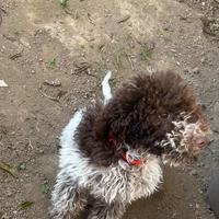 Lagotto Romagnolo