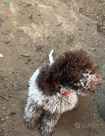 Lagotto Romagnolo