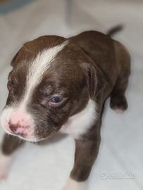 Cuccioli american pitbull terrier