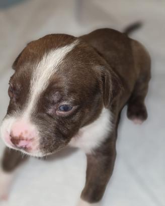 Cuccioli american pitbull terrier