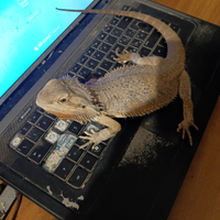 Pogona