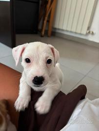 Jack russel