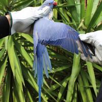 Parrocchetto dal collare doppio portatore