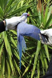 Parrocchetto dal collare doppio portatore