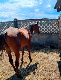Cavallo arabo intero