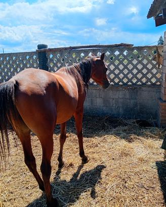 Cavallo arabo intero