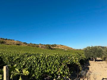 Vigneto da mosto