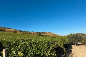 Vigneto da mosto