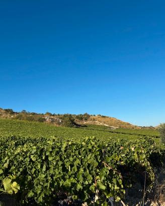 Vigneto da mosto