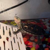 Tartaruga + accessori