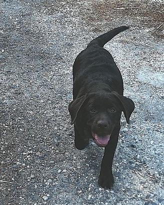 Cucciola labrador retrievers colore chocolate