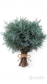 Mazzo di cipresso blu naturale 10 rami