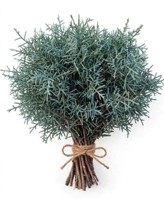 Mazzo di cipresso blu naturale 10 rami