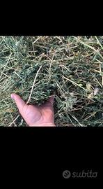 Fieno di erba medica