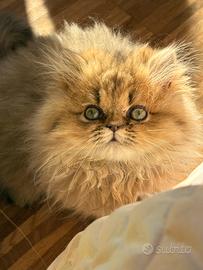 Dolcissimo persiano di 3 mesi e 7 giorni