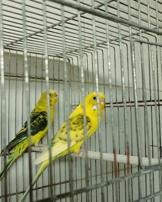 Cocorite