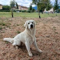 Golden inglese disponi per accoppiamento