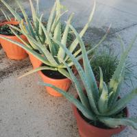 Aloe vera pianta