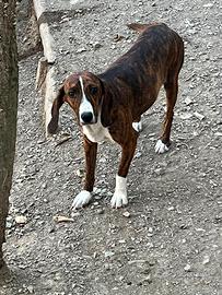 Cucciola di segugio