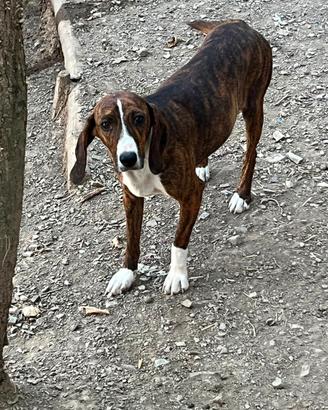 Cucciola di segugio