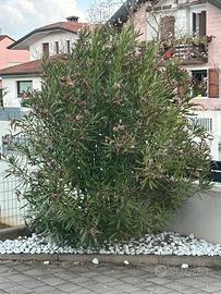 Oleandro ADULTO 2mt – Effetto Privacy Immediato