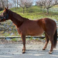 QH 5 anni castrone
