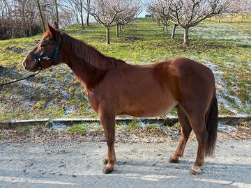 QH 5 anni castrone