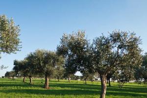 Rustico / Casale di 450 m² con più di 5 locali a P